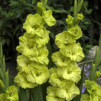 Green Perennial Gladiolus Flower seeds for Planting - Bright Blooms, Heirloom & GMO Free Seeds for Home Garden