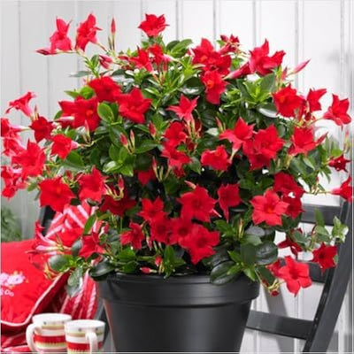100 Pcs
