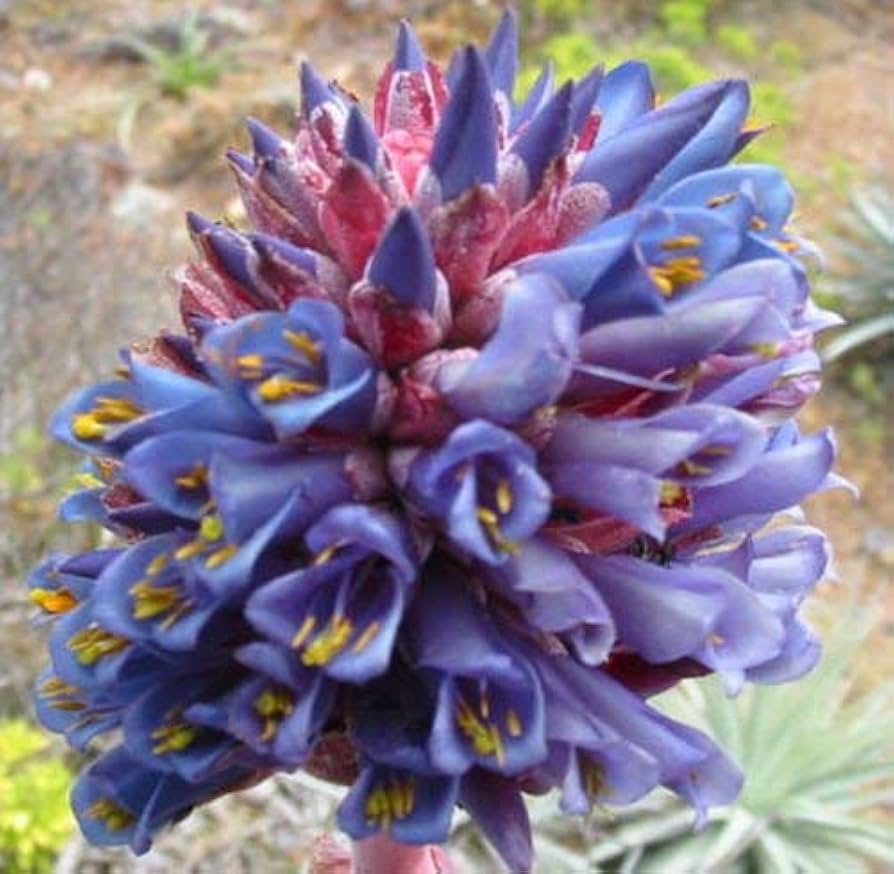 Blue Puya Venusta Flower seeds for Planting - Fragrant Blossoms, Heirloom & GMO Free Seeds for Home Garden
 
 Sale seeds for planting in home garden