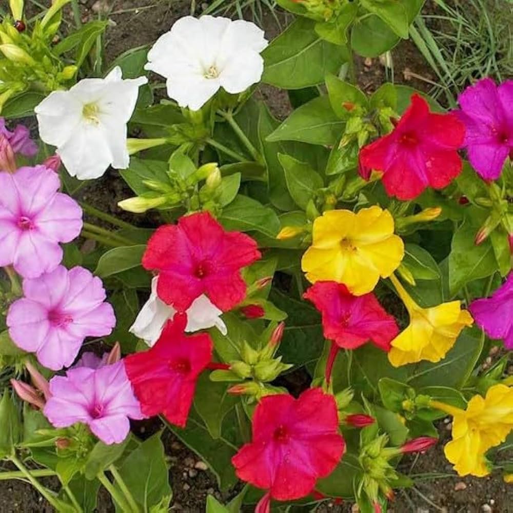 Mixed Mirabilis Jalapa Flower Seeds for Planting  Fragrant Annual Blooms for Your Garden.