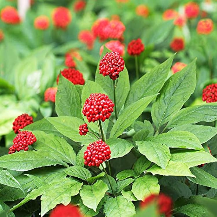 Healthy American Ginseng plant with lush green leaves in rich forest soil.