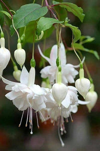 White Fuchsias Flower Seeds for Planting Sun Loving Heirloom & GMO Free Seeds for Home Garden
 
 Sale