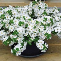 White Bacopa Utopia Flower seeds for Planting - Vibrant Colors, Heirloom & GMO Free Seeds for Home Garden