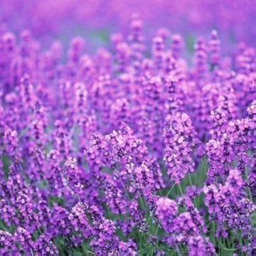 Provence Lavender Flower seeds for Planting - Easy to Grow, Heirloom & GMO Free Seeds for Home Garden
 
 Sale for planting in home garden.