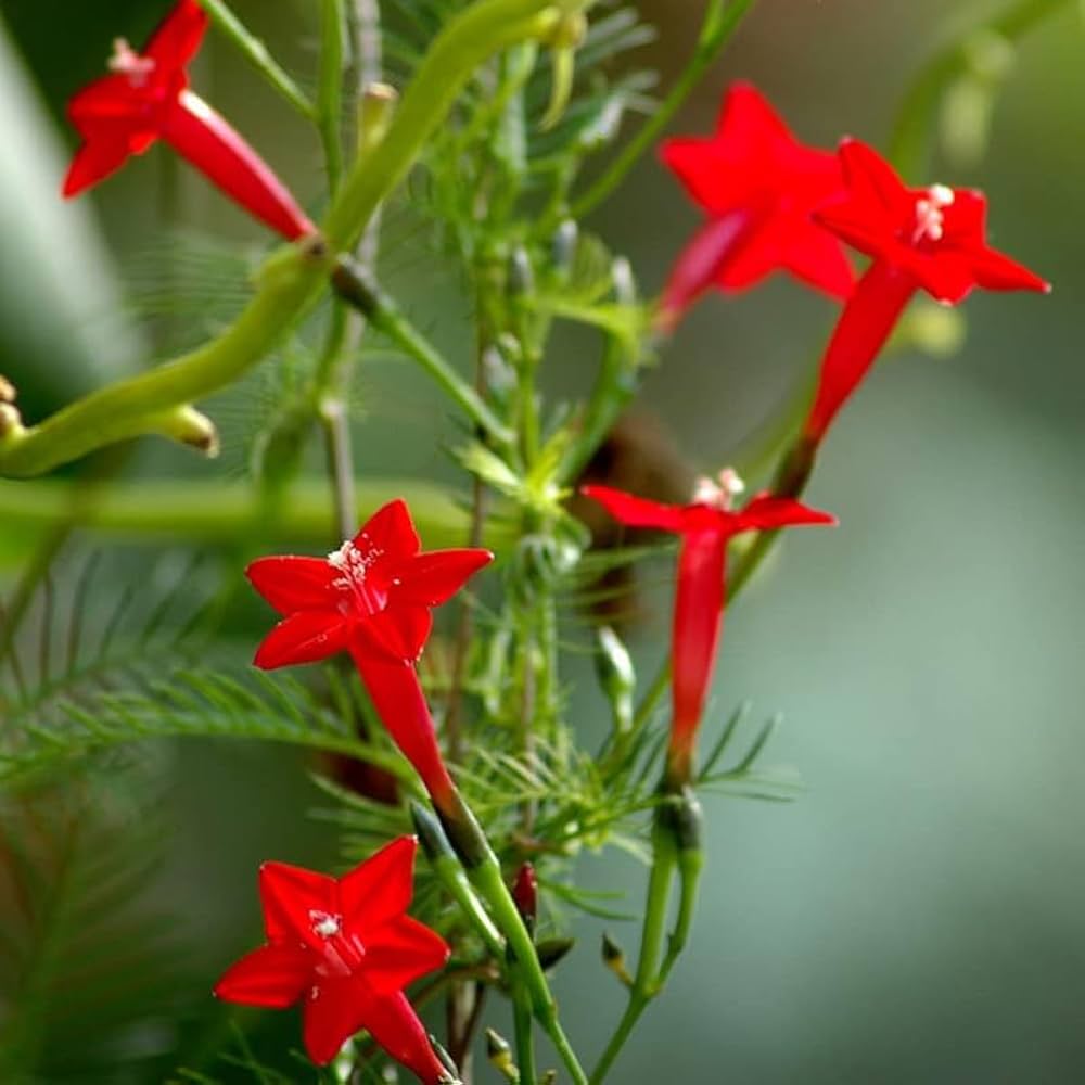 Star Creeper Flower Planting Seeds Collection