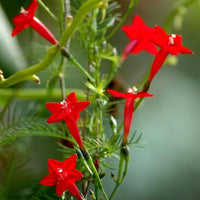Fern Red Flower Planting Seeds  Vibrant Perennial Flowers for Your Garden