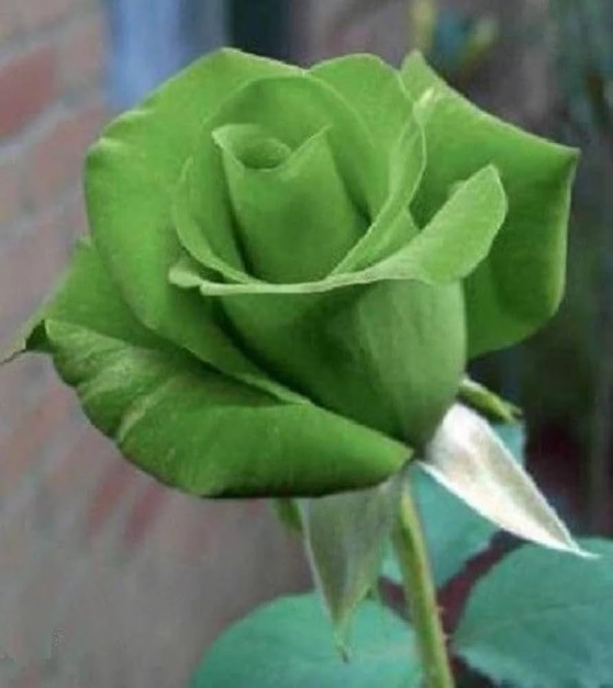 Army Green Rose Flower seeds for Planting Garden Favorite Heirloom & GMO Free Seeds for Home Garden 
 
 Sale