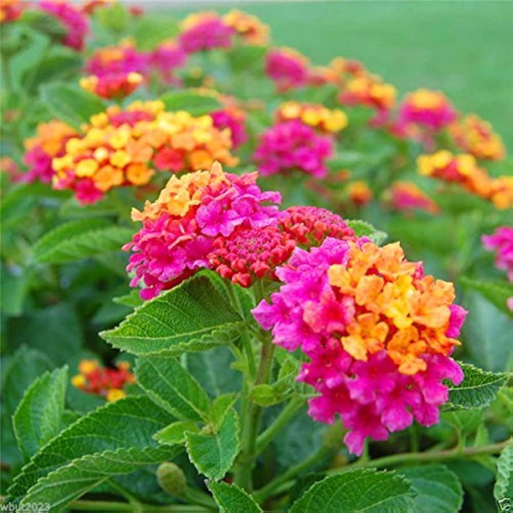 Lantana Camara Flower Seeds for Planting for Butterfly Gardens