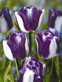 White Purple Tulip Flower seeds for Planting Shade Tolerant Heirloom & GMO Free Seeds for Home Garden