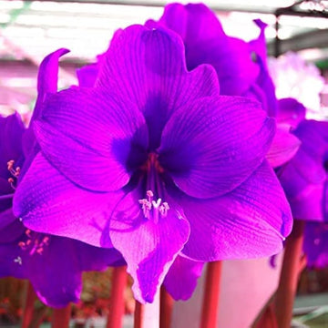 Violet Amaryllis Flower seeds for Planting Shade Tolerant Heirloom & GMO Free Seeds for Home Garden