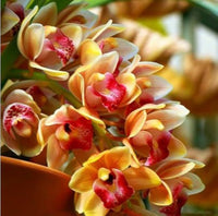 Orange Cymbidium Orchid Flower seeds for Planting - Sun Loving, Heirloom & GMO Free Seeds for Home Garden