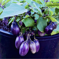 Dwarf Eggplant Seeds for Planting – Patio Container Eggplant Heirloom Non-GMO Vegetable Seeds