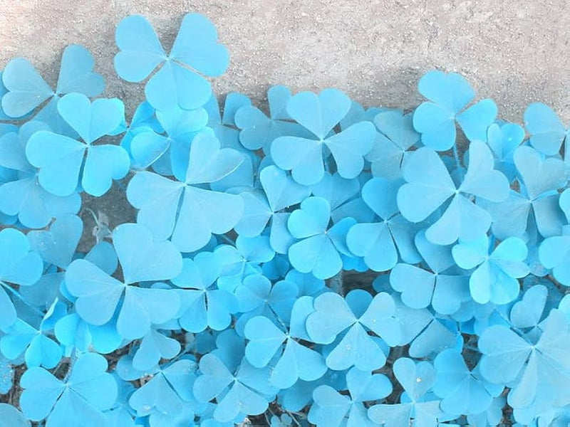 Blue Green Clover Flower seeds for Planting Shade Tolerant Heirloom & GMO Free Seeds for Home Garden
 
 Sale