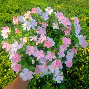 Madagascar Flower seeds for Planting Fragrant Blossoms Heirloom & GMO Free Seeds for Home Garden