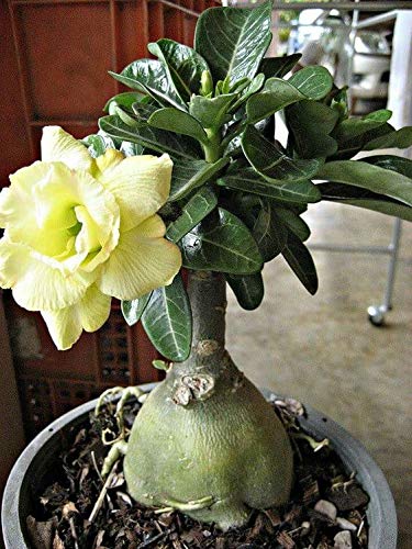 Light Yellow Adenium Obesum Flower seeds for Planting Hardy Variety Heirloom & GMO Free Seeds for Home Garden