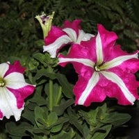 Pelleted Seeds Dreams Rose Picotee Petunia Seeds