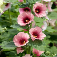 Mixed Alcea Rosea Flower seeds for Planting - Colorful Display, Heirloom & GMO Free Seeds for Home Garden