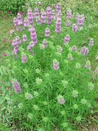 Violet Citriodora Flower seeds for Planting - Compact Growth, Heirloom & GMO Free Seeds for Home Garden
 
 Sale seeds for home garden