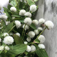 Gomphrena Higro White Seeds for Planting Elegant Globe Flowers