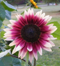 Pink White Sunflower Flower seeds for Planting - Cottage Garden Essential, Heirloom & GMO Free Seeds for Home Garden