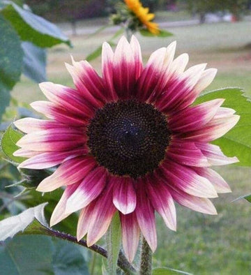 Pink Sunflower Seeds - Perfect for Planting