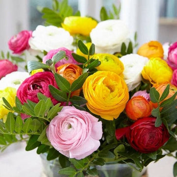 Ranunculus Ranunculus asiaticus for planting in container garden