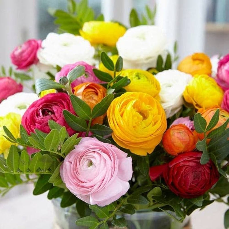 Ranunculus Ranunculus asiaticus for planting in container garden
