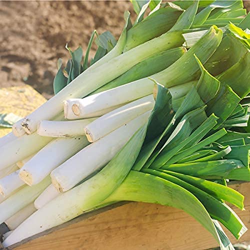 Healthy leek plants growing in a vegetable garden bed
