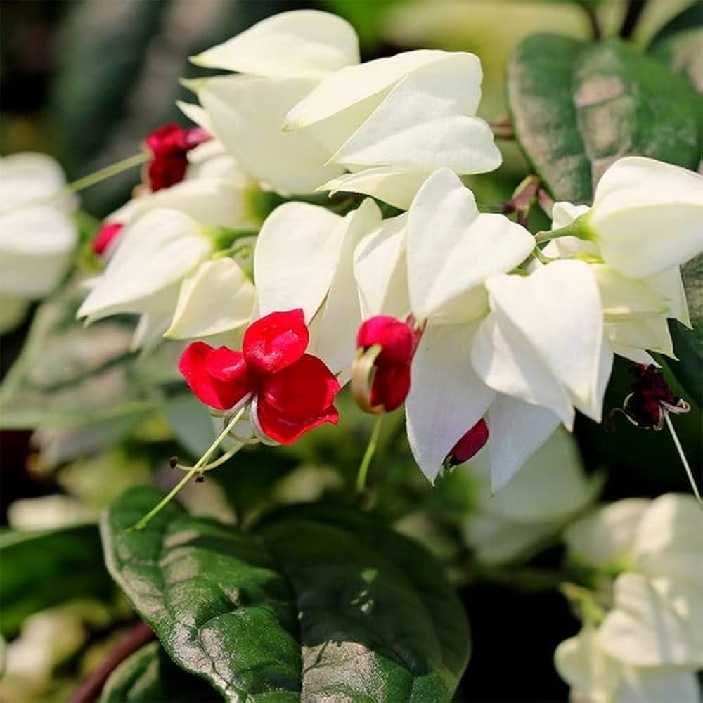 Clerodendrum Thomsonae Flower seeds for Planting - Colorful Display, Heirloom & GMO Free Seeds for Home Garden