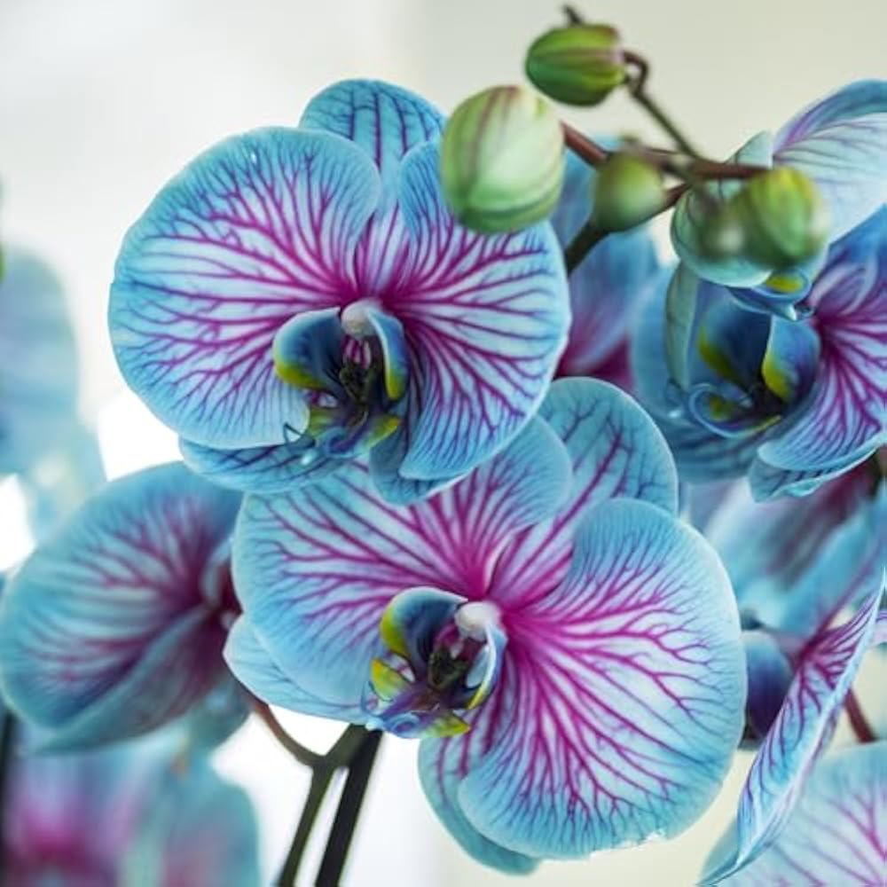 Blue Pink Butterfly Orchid Flower seeds for Planting - Shade Tolerant, Heirloom & GMO Free Seeds for Home Garden
