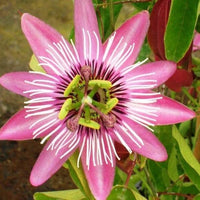 Light Pink White Passiflora Flower Seeds for Planting Colorful Display Heirloom & GMO Free Seeds for Home Garden
 
 Sale