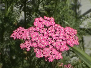 100 Pcs