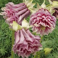 Pink Petticoat Flower seeds for Planting - Vibrant Colors, Heirloom & GMO Free Seeds for Home Garden
 
 Sale seeds for planting in home garden
