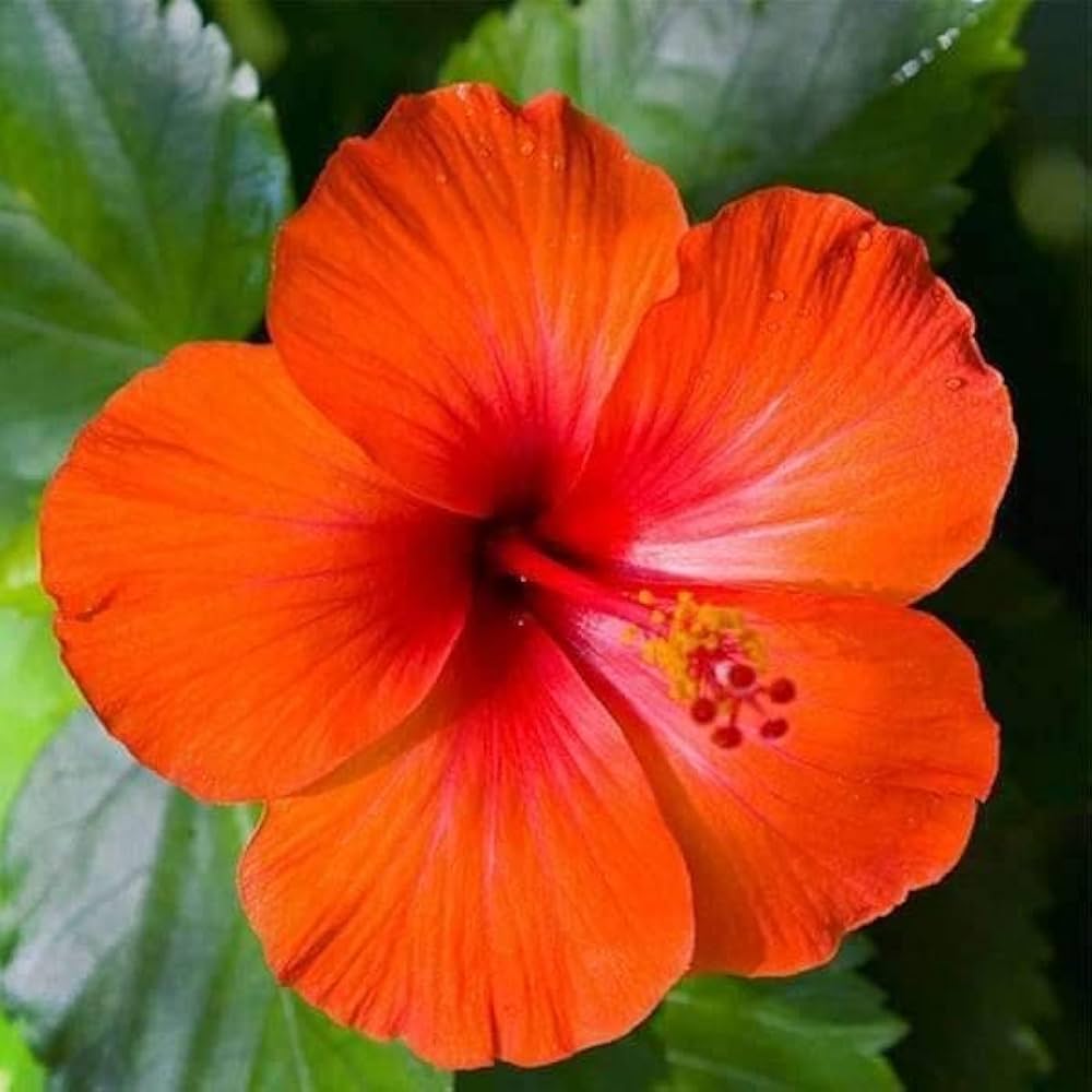 Fiji Hibiscus Hibiscus rosa-sinensis Flower Seeds for Planting in Garden
