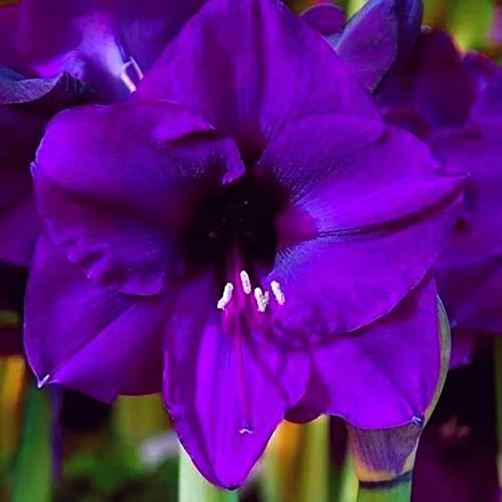 Violet Amaryllis Flower seeds for Planting Shade Tolerant Heirloom & GMO Free Seeds for Home Garden