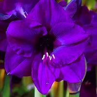 Purple Echte Amaryllis Flower seeds for Planting - Low Maintenance, Heirloom & GMO Free Seeds for Home Garden