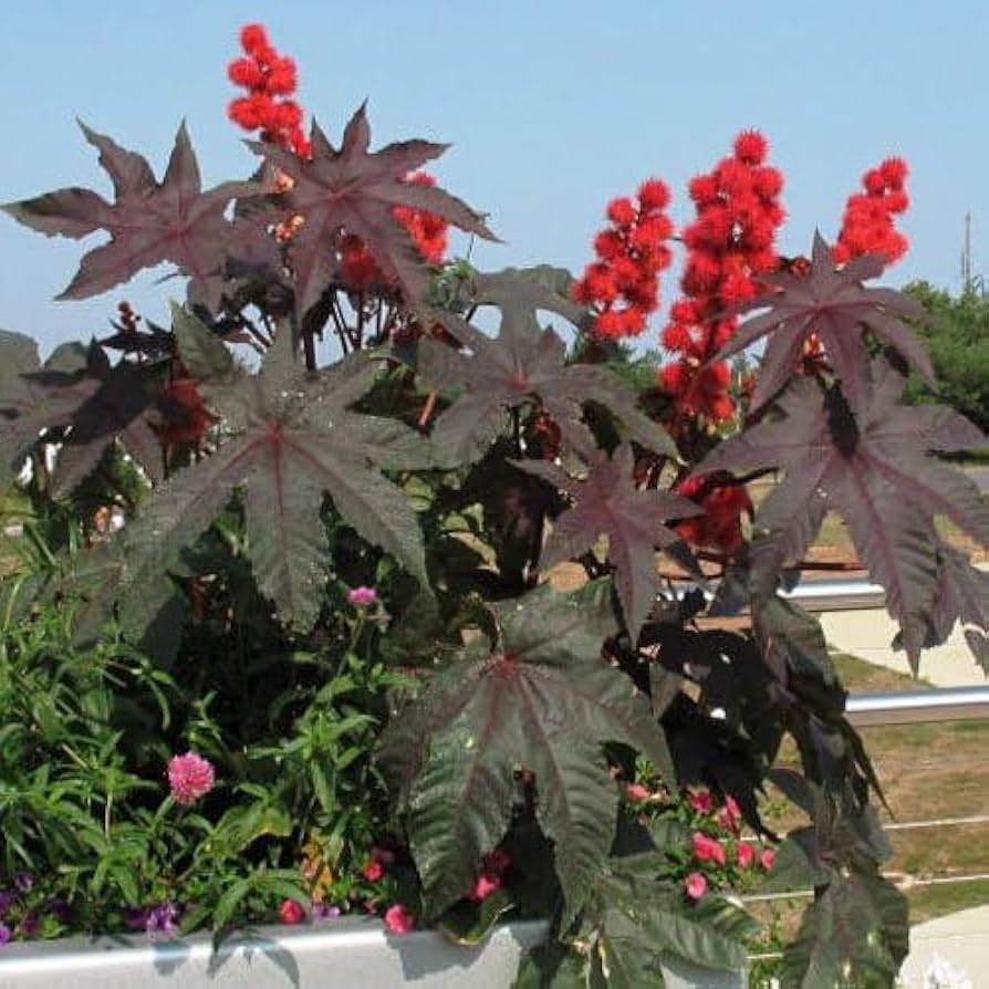Bright Red Castor Bean Seeds for ornamental garden planting
