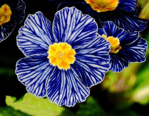Primula Acaulis Flower seeds for Planting Vibrant Colors Heirloom & GMO Free Seeds for Home Garden 
 
 Sale