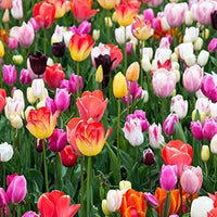 Tulip Bulbs Mix – Mixed Perennial Garden Flowers for Planting