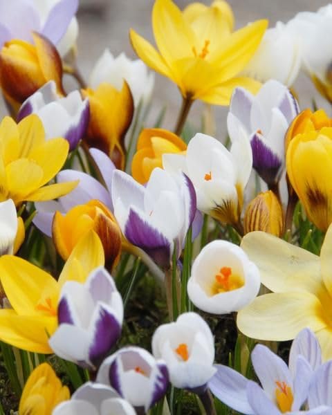 Mixed Crocus bulbs for perennial garden planting