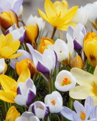 Mixed Crocus bulbs for perennial garden planting