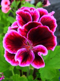 Violet Brown Geranium Flower Seeds for Planting Premium Quality Heirloom & GMO Free Seeds for Home Garden
 
 Sale