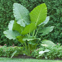Colocasia Elephant Ear Flower seeds for Planting, Vibrant Colors Heirloom & GMO Free Seeds for Home Garden   Sale