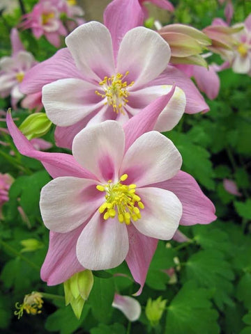 White Pink Aquilegia Flower seeds for Planting - Bright Blooms, Heirloom & GMO Free Seeds for Home Garden