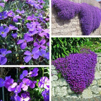 Violet Aubrieta Flower Seeds for Planting Perfect for Borders Heirloom & GMO Free Seeds for Home Garden
 
 Sale