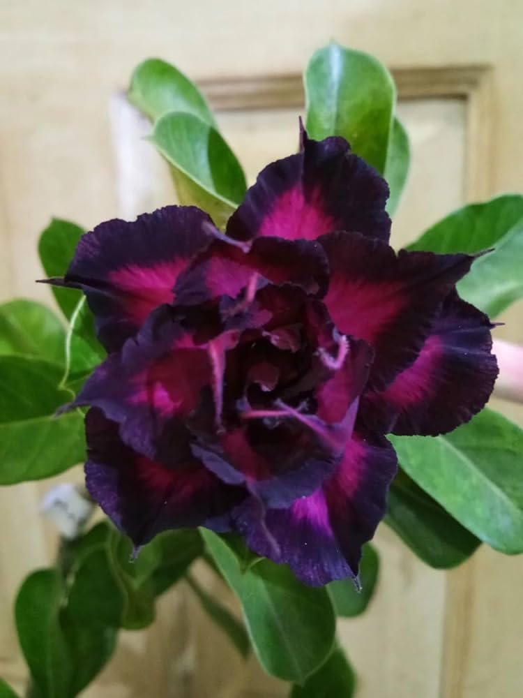Purple Adenium Obesum Flower seeds for Planting - Vibrant Colors, Heirloom & GMO Free Seeds for Home Garden