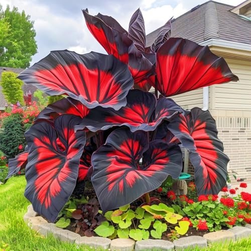 Elephant Ear plant with large lush green foliage