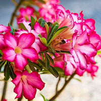 Adenium Flower seeds for Planting Fragrant Blossoms Heirloom & GMO Free Seeds for Home Garden