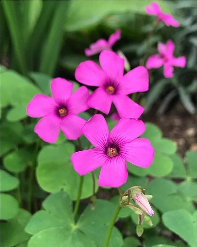 Pink Carpet Oxalis Seeds for Planting - Vibrant Perennial Flowers for Your Garden