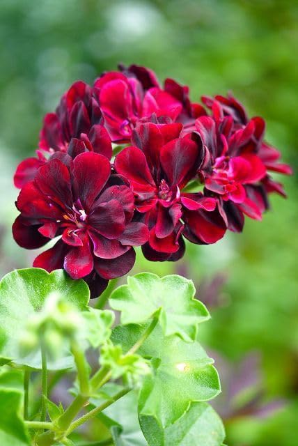 Burgundy Geraniums Flower seeds for Planting - Wildflower Mix, Heirloom & GMO Free Seeds for Home Garden